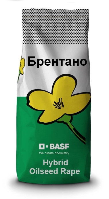 brentano