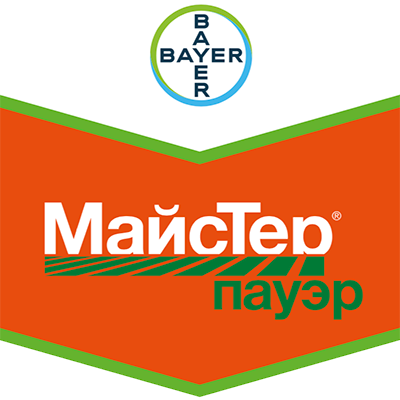majster-pauer